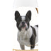 Healthy Breeds French Bulldog Oatmeal Shampoo with Aloe 16 oz Oatmeal 16 oz