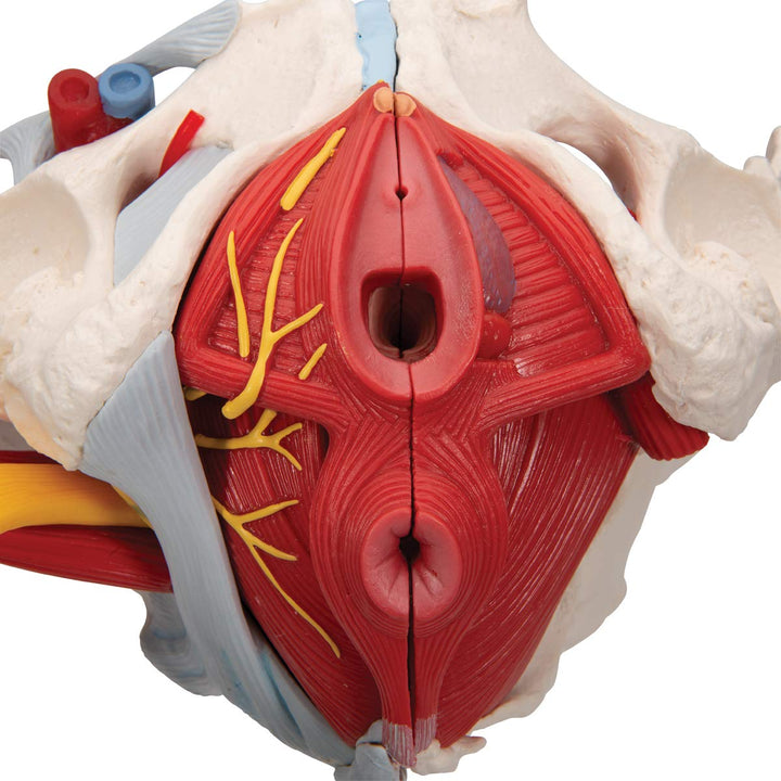 3B Scientific H20/4 Female Pelvis w/ Ligaments 6 Part - 3B Smart Anatomy Female Pelvis with pelvic floor, vessels, nerves, ligaments and organs, 6-part