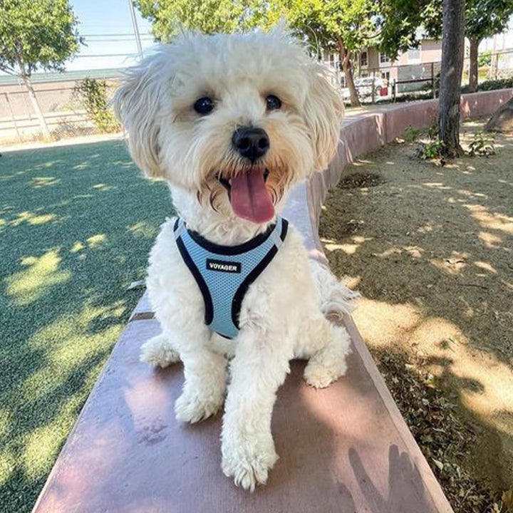 Voyager Step-In Air Dog Harness - All Weather Mesh Step in Vest Harness for Small and Medium Dogs by Best Pet Supplies - Baby Blue Base, M Harness (Baby Blue/Black Trim) M (Chest: 16 - 18")