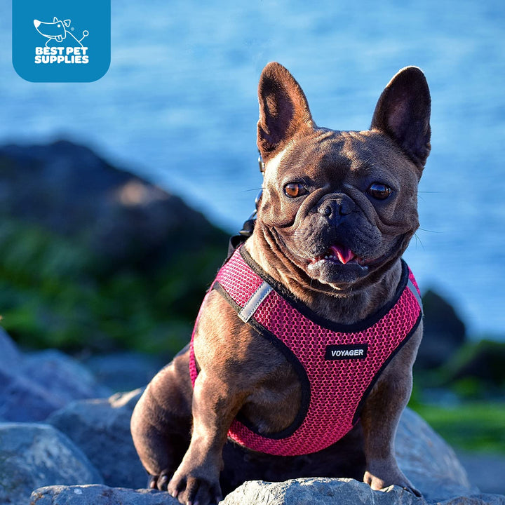 Voyager Step-in Air Dog Harness - All Weather Mesh Step in Vest Harness for Small and Medium Dogs by Best Pet Supplies - Fuchsia (2-Tone), L Harness (Fuchsia 2-Tone) L (Chest: 18 - 20.5")