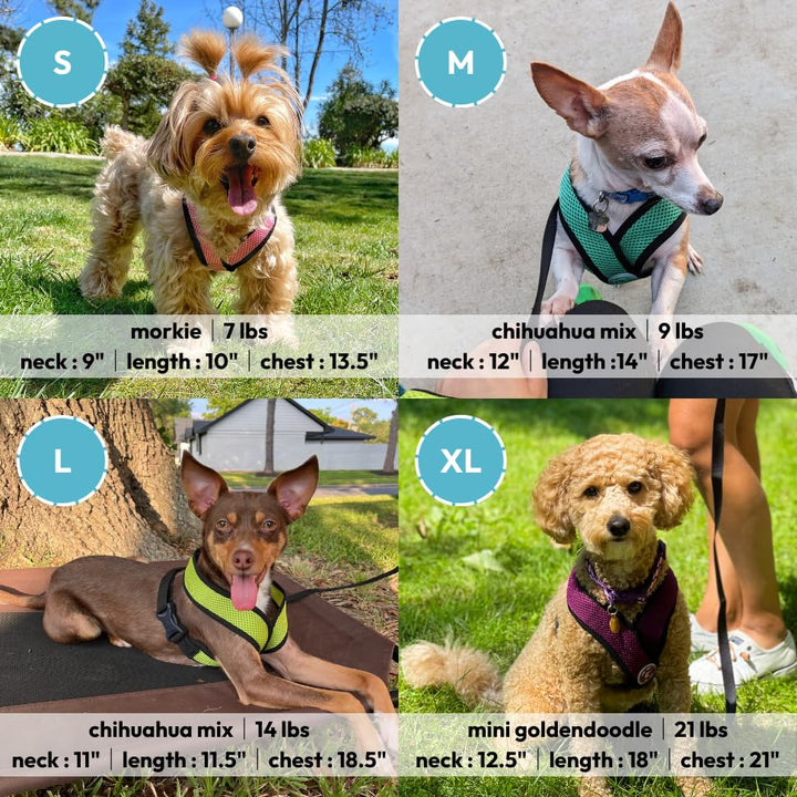 Gooby Comfort X Head in Harness - Turquoise, Medium - No Pull Small Dog Harness Patented Choke-Free X Frame - On The Go Dog Harness for Medium Dogs No Pull or Small Dogs for Indoor and Outdoor Use