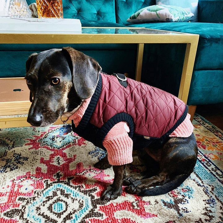 Gooby Fashion Vest Dog Jacket - Purple, Small - Warm Zip Up Dog Bomber Vest with Dual D Ring Leash - Winter Water Resistant Small Dog Sweater - Dog Clothes for Small Dogs Boy or Medium Dogs Small chest (~12")