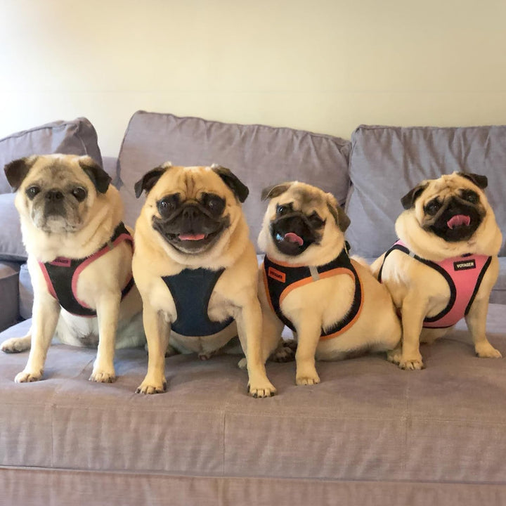 Voyager Step-In Air Dog Harness - All Weather Mesh Step in Vest Harness for Small and Medium Dogs by Best Pet Supplies - Blue Base, XL Harness (Blue/Black Trim) XL (Chest: 20.5 - 23")