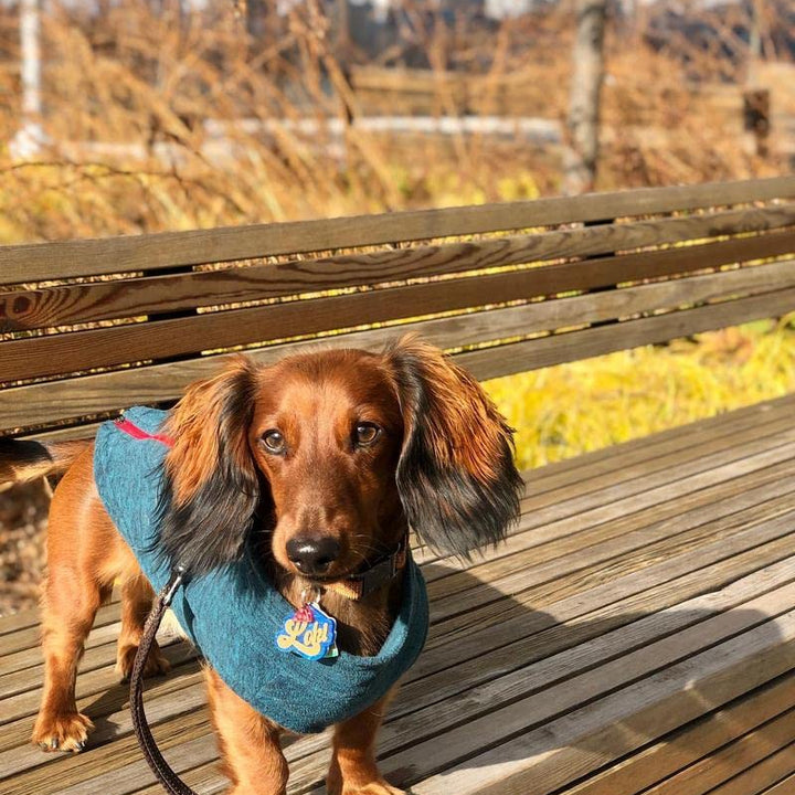 Gooby Zip Up Fleece Dog Sweater - Fuchsia Wash, X-Small - Warm Pullover Fleece Step-in Dog Jacket with Dual D Ring Leash - Winter Small Dog Sweater - Dog Clothes for Small Dogs Boy and Medium Dogs X-Small chest (~11")