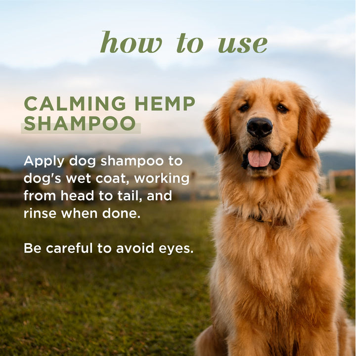 Burt's Bees for Pets Calming Hemp Shampoo | Burt's Bees Dog Shampoo with Hemp Seed Oil & Lavender Made with Natural Ingredients | Hemp Dog Shampoo, pH Balanced for Dogs, 16 Fl Oz 16 Fl Oz (Pack of 1)