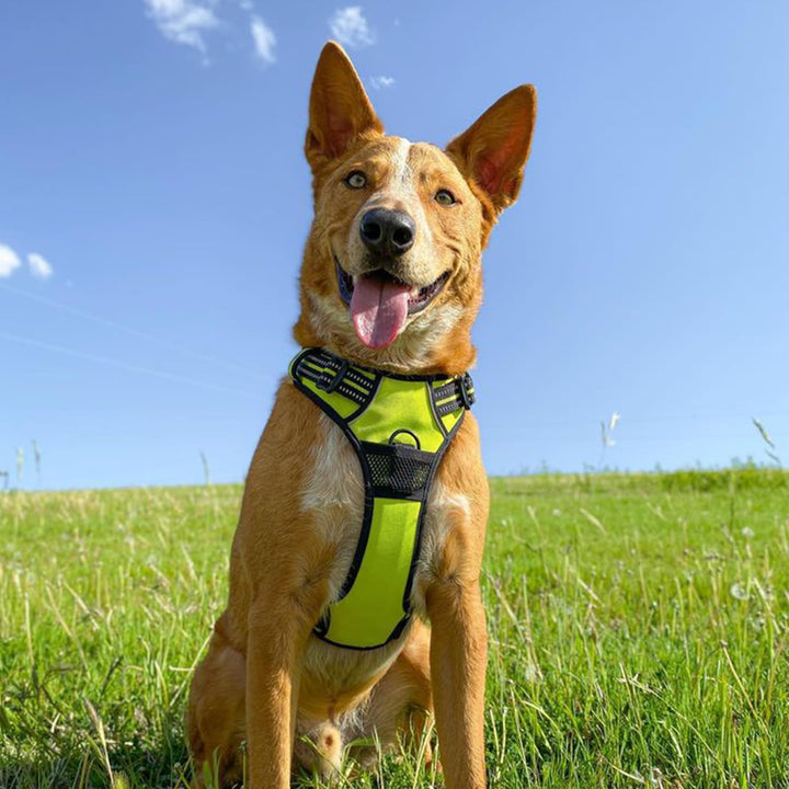 Voyager Dog Harness Dual Leash Attachment No-Pull Control Adjustable Soft but Strong Pet Harness for Medium and Large Dogs with 3M Reflective Technology - Royal Blue Lattice, XS (Chest: 13 - 16")