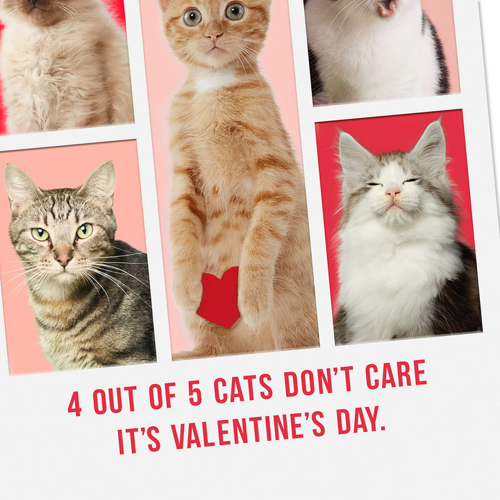 Hallmark Shoebox Pack of 4 Funny Valentines Day Cards for Friends or Family (Cats Don't Care) Valentine's Day, Cats Don't Care