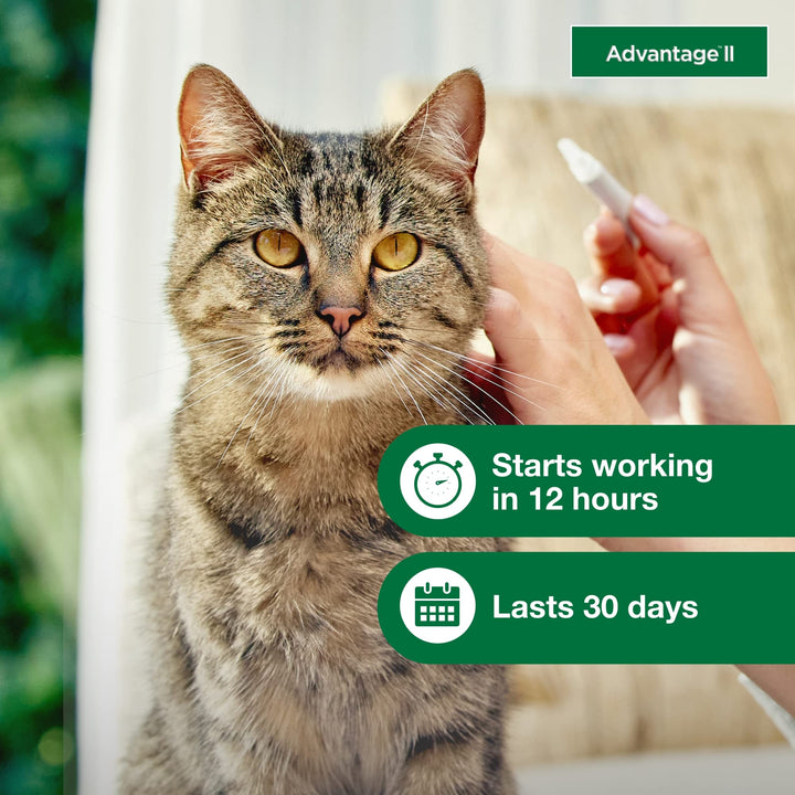 Advantage II Large Cat Vet-Recommended Flea Treatment & Prevention | Cats Over 9 lbs. | 4-Month Supply 4-Pack Large Cat only