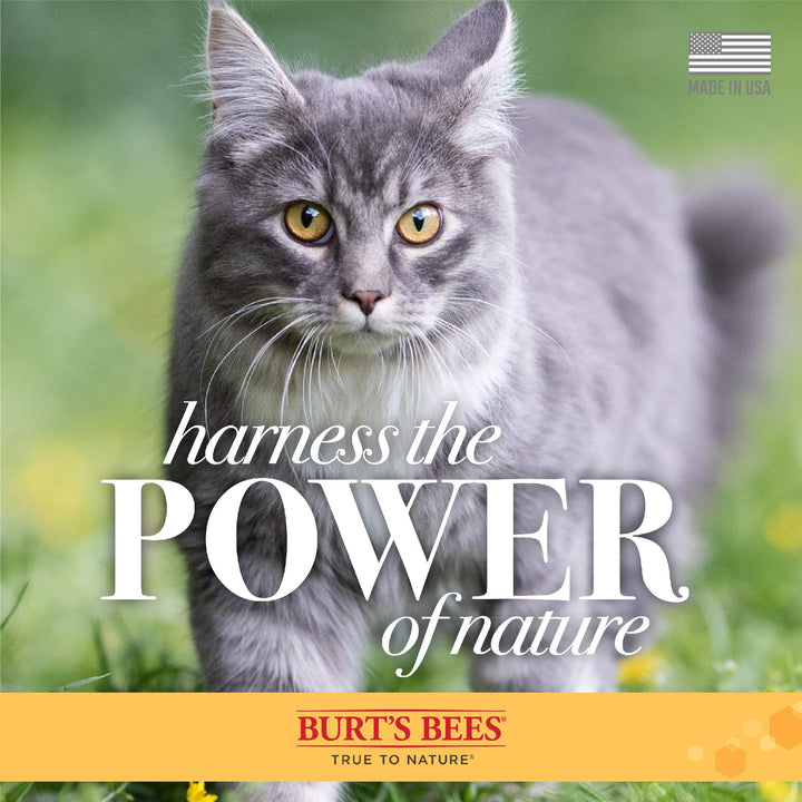 Burt's Bees for Pets Cat Hypoallergenic Shampoo With Shea Butter & Honey | Moisturizing & Nourishing Cat Shampoo | Cruelty, Sulfate & Paraben Free, pH Balanced for Cats - Made in USA, 10 Oz - 2 Pack 10 Fl Oz (Pack of 2)