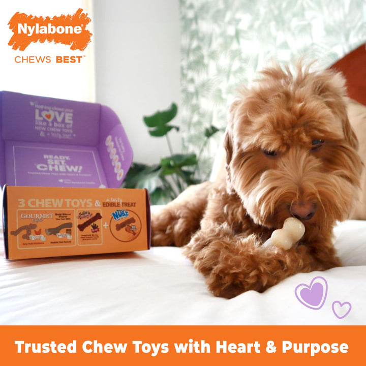 Nylabone Dog Gift Box for Small Dogs - 3 Strong Chew Toys and 1 Dog Treat - Flavor Variety, Small/Regular (4 Count)