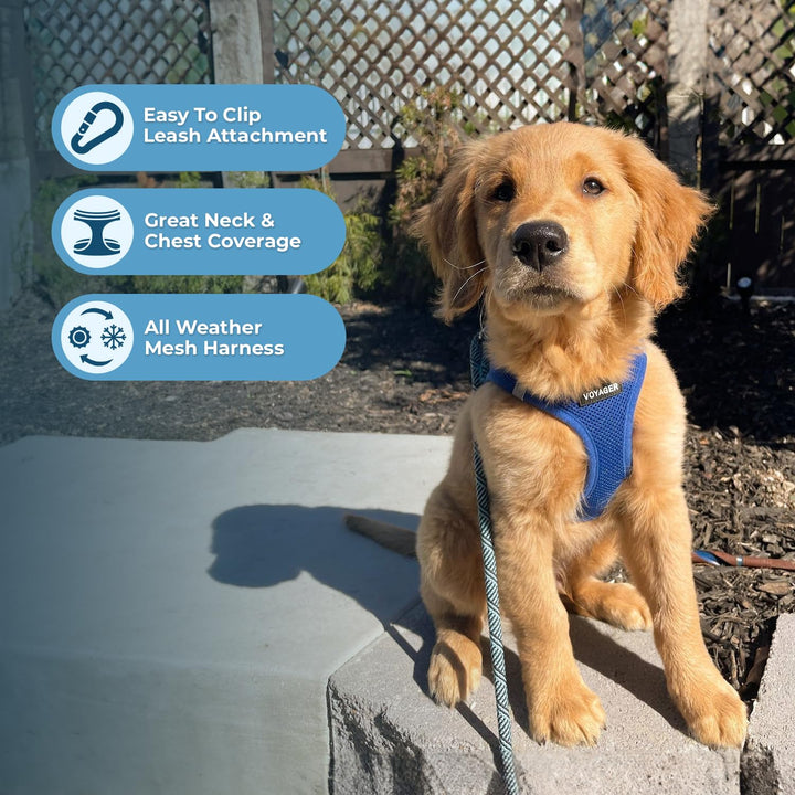 Voyager Step-in Air Cat Harness - All Weather Mesh Step in Vest Harness for Small and Medium Cats by Best Pet Supplies - Harness (Royal Blue), XXXS (Chest: 9.5-10.5") Harness (Royal Blue) XXXS (Chest: 9.5" -10.5" * Fit Cats)