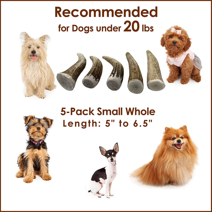 Elk Antler Chews for Dogs | Naturally Shed USA Collected Elk Antlers | All Natural A-Grade Premium Elk Antler Dog Chews | Product of USA, 5-Pack Small Whole 5 Count (Pack of 1)