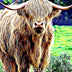 2020 Planner - Daily and Monthly Planners: The Perfect Gift - 2020 Planner for Highland Cow Lovers. Men, Women and Kids Love These Diaries