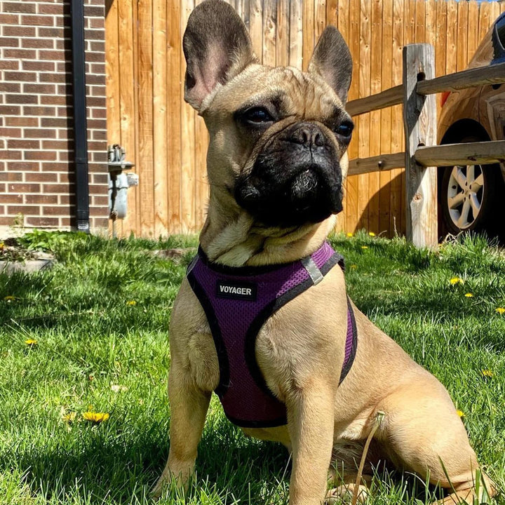 Voyager Step-in Air Dog Harness - All Weather Mesh Step in Vest Harness for Small and Medium Dogs and Cats by Best Pet Supplies - Harness (Purple/Black Trim), L (Chest: 18-20.5") Harness (Purple/Black Trim) L (Chest: 18 - 20.5")