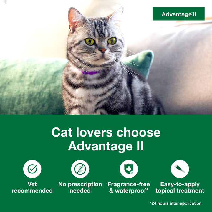 Advantage II Large Cat Vet-Recommended Flea Treatment & Prevention | Cats Over 9 lbs. | 4-Month Supply 4-Pack Large Cat only