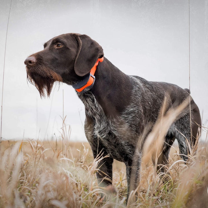 SportDOG Brand 3/4 Inch Collar Straps - Waterproof and Rustproof - Tighlty Spaced Holes for Proper Fit - Grey 28 inches long, 3/4 inch wide