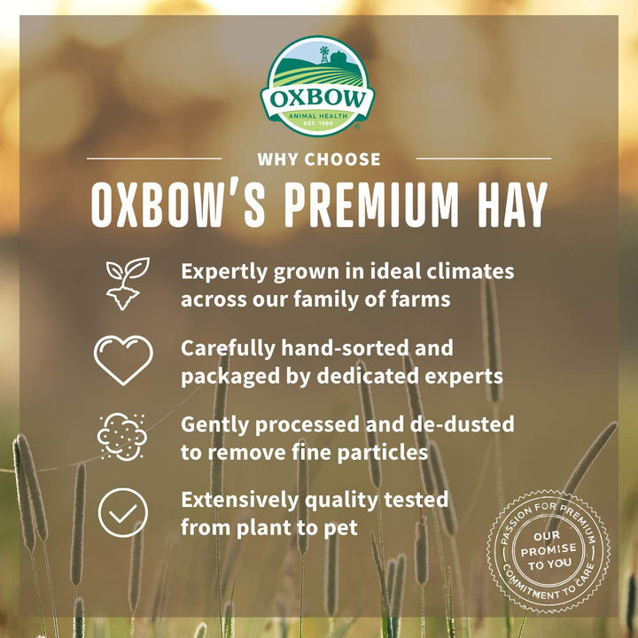 Oxbow Animal Health Organic Meadow Hay, for Rabbits, Guinea Pigs, and Small Pets, Grown in The USA, Farm Fresh, 40 Ounce 40 Ounce (Pack of 1)