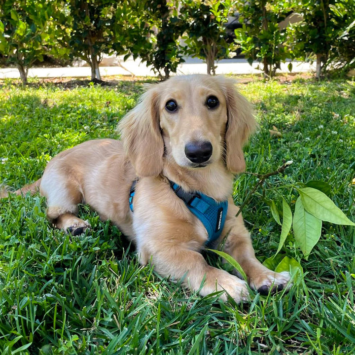 Voyager Step-in Lock Pet Harness - All Weather Mesh, Adjustable Step in Harness for Cats and Dogs by Best Pet Supplies - Turquoise, XS Harness (Turquoise) XS (Chest: 13 - 16")