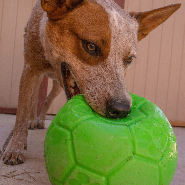 Jolly Pets Medium Soccer Ball Floating-Bouncing Dog Toy, 6 inch Diameter, Apple Green (SB06 GR)