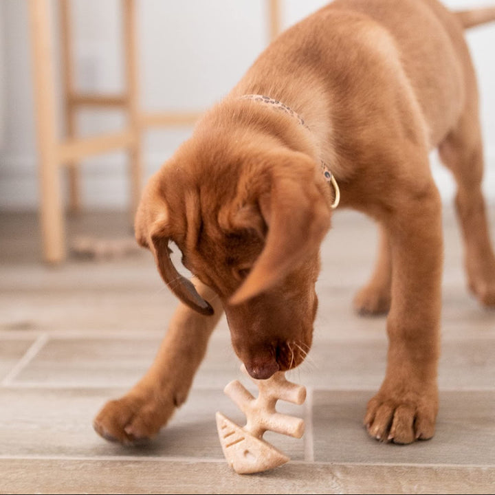 Benebone Puppy Fishbone Dog Chew Toys, Softer for Modest Chewers, Made in USA