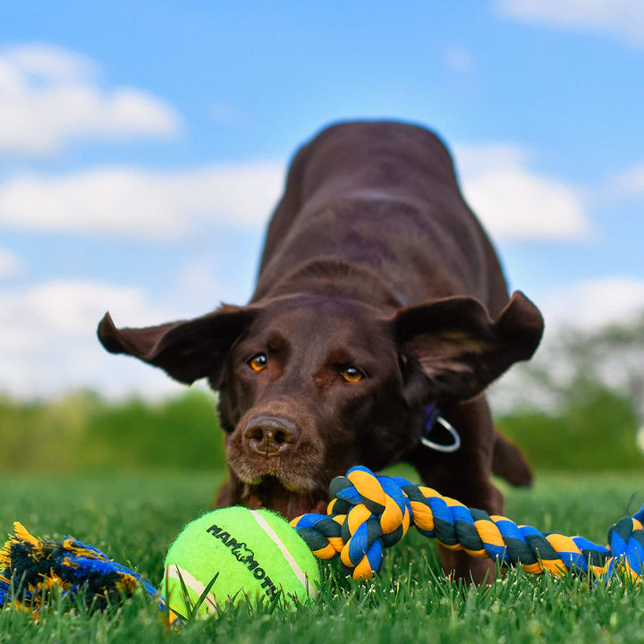 Mammoth Flossy Chews Color 3 Knot Tug w/Large Tennis Ball – Premium Cotton-Poly Tug Toy for Dogs – Interactive Dog Tug Toy – Rope Dog Toy with Tennis Ball for Large Dogs - 24” Large (24 in) 3 Knot Rope Tug with Tennis Ball