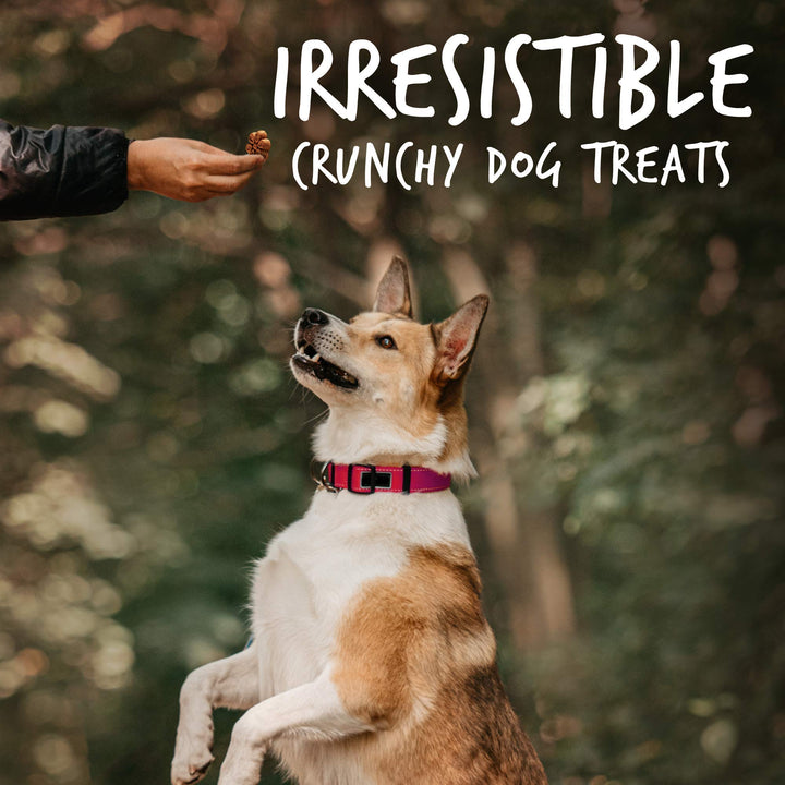 Fruitables Biggies Dog Biscuits – Crunchy Dog Biscuits Made with Pumpkin – Healthy Dog Treats Packed with Real Fruit Flavor – Free of Wheat, Corn and Soy – Crispy Bacon & Apple – 16 oz 1 Pound (Pack of 1)