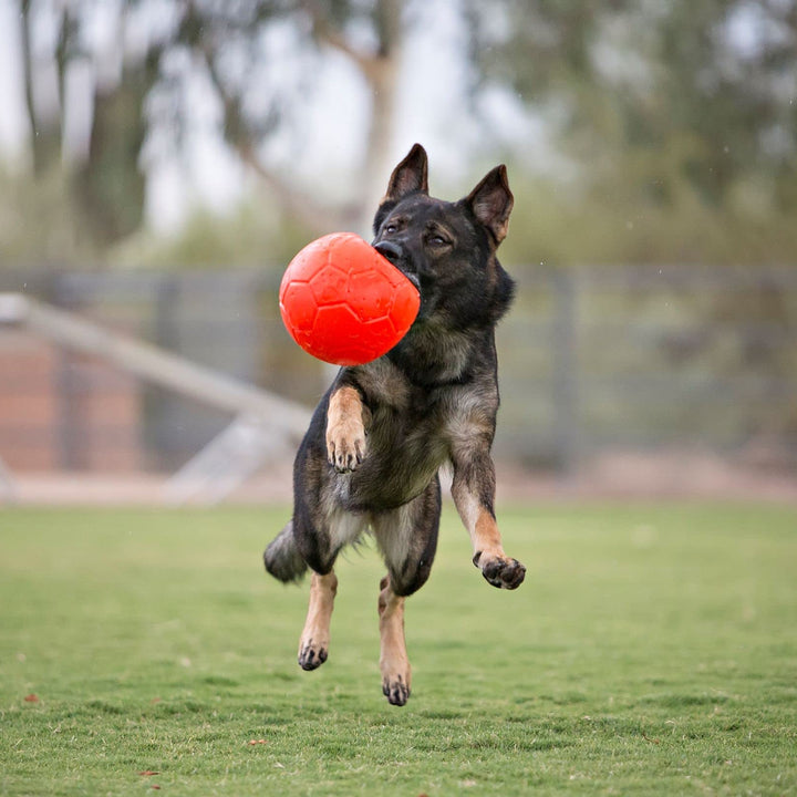 Jolly Pets 8" Soccer Ball, Orange, Large/X-Large Large/XL (8 in Diameter)