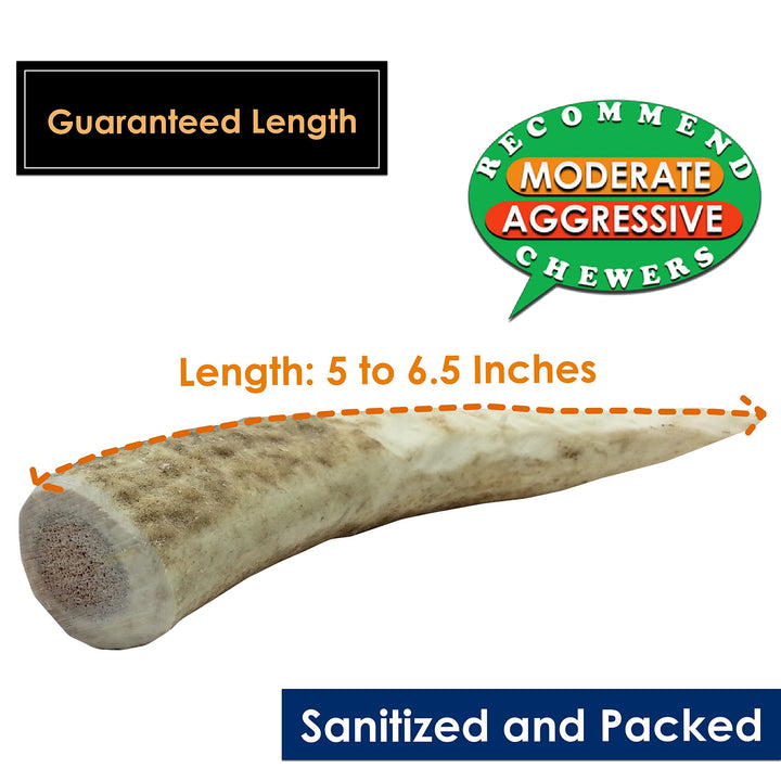 Elk Antler Chews for Dogs | Naturally Shed USA Collected Elk Antlers | All Natural A-Grade Premium Elk Antler Dog Chews | Product of USA, 5-Pack Small Whole 5 Count (Pack of 1)