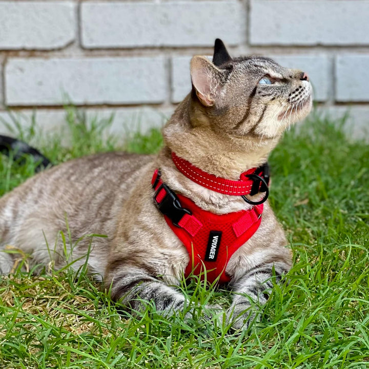 Voyager Step-in Lock Pet Harness - All Weather Mesh, Adjustable Step in Harness for Cats by Best Pet Supplies - Red, XXXS