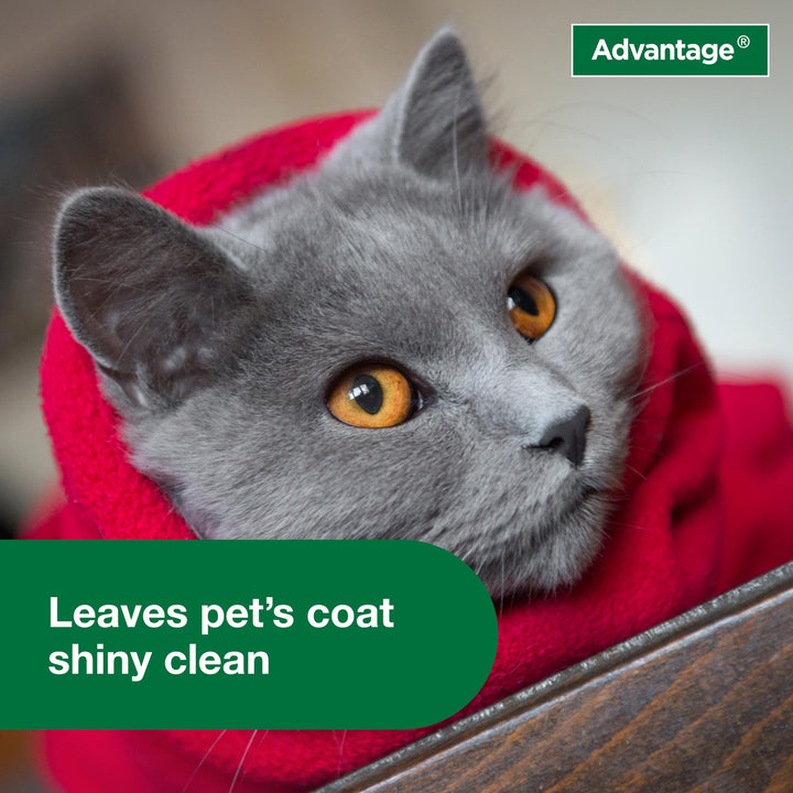 Advantage Flea and Tick Treatment Shampoo for Cats and Kittens, 8 oz