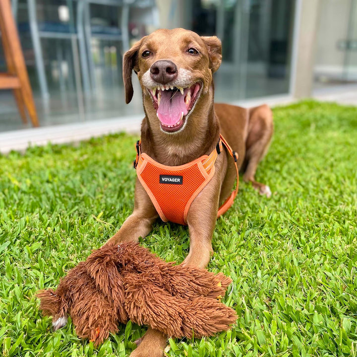 Best Pet Supplies Voyager Adjustable Dog Harness with Reflective Stripes for Walking, Jogging, Heavy-Duty Full Body No Pull Vest with Leash D-Ring, Breathable All-Weather - Harness (Orange), M Harness (Orange) M (Chest: 17 - 21")