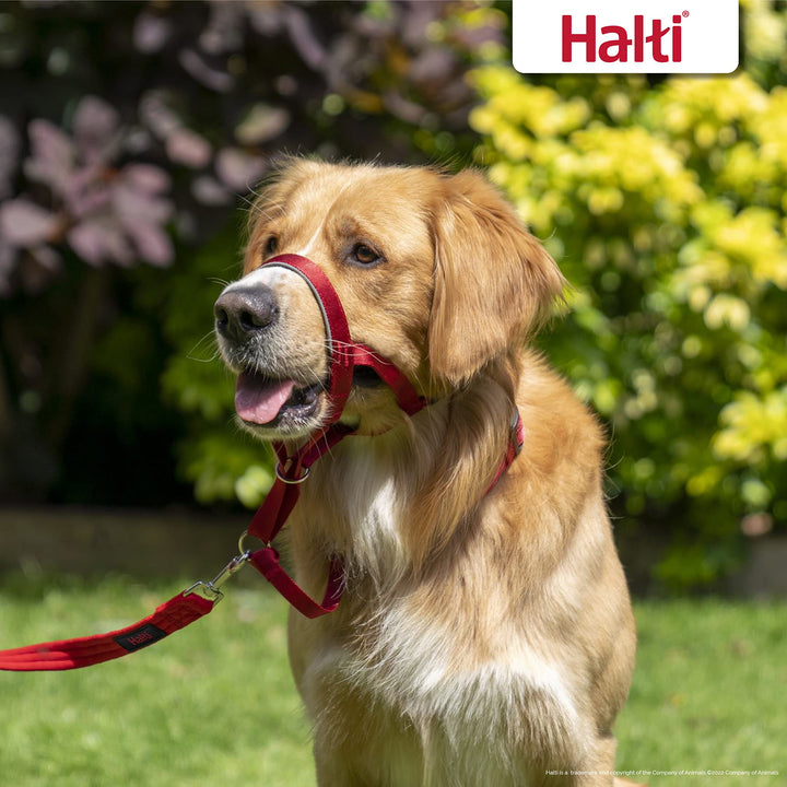 HALTI Headcollar - to Stop Your Dog Pulling on The Leash. Adjustable, Reflective and Lightweight, with Padded Nose Band. Dog Training Anti-Pull Collar for Medium Dogs (Size 2, Red)