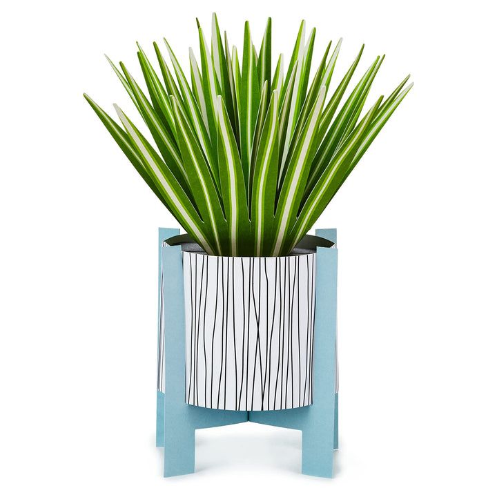 Hallmark Paper Wonder Pop Up Card (Potted Spider Plant) for Mother's Day, Nures Day, Admin Professional Day, Any Occasion Pop Up, Potted Spider Plant