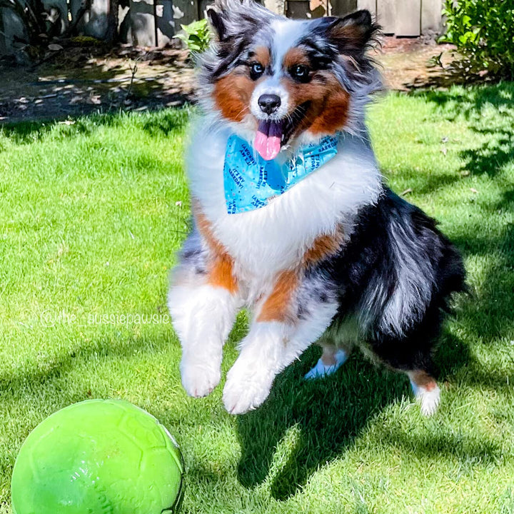 Jolly Pets Large Soccer Ball Floating-Bouncing Dog Toy, 8 inch Diameter, Apple Green Large/X-Large: 8 Inch Diameter