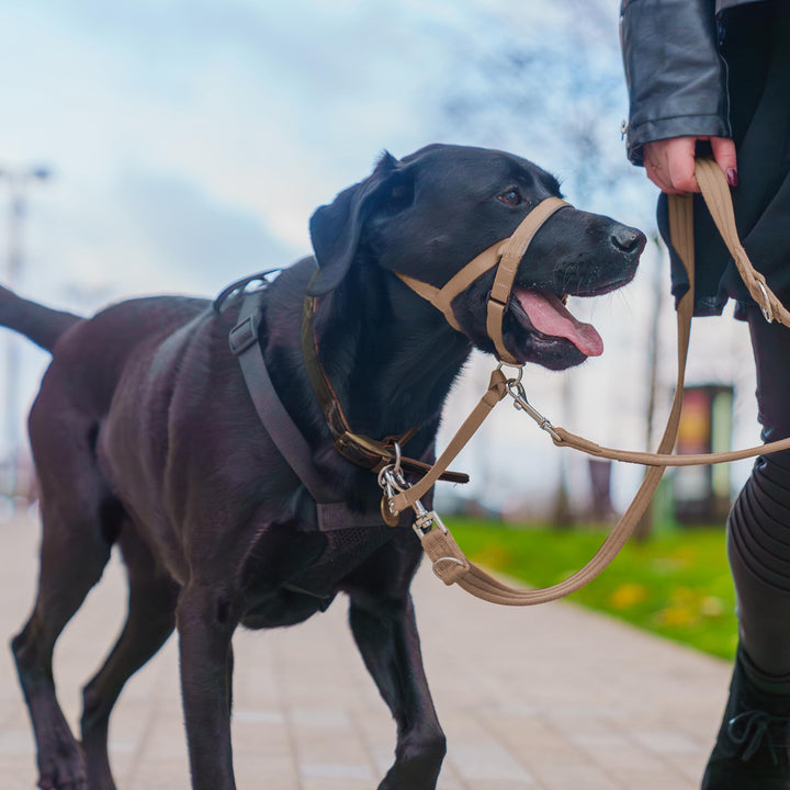 HALTI Training Leash - Multifunctional Double-Ended Dog Leash, Ideal for Anti-Pulling Dog Training. Lightweight & Durable. Suitable for Medium to Large Dogs & Puppies (Size Large, Desert Sand, 2m)