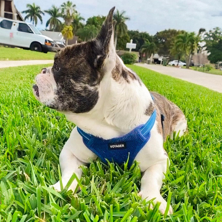 Best Pet Supplies Voyager Adjustable Dog Harness with Reflective Stripes for Walking, Jogging, Heavy-Duty Full Body No Pull Vest with Leash D-Ring, Breathable All-Weather - Harness (Royal Blue), XS Harness (Royal Blue) XS (Chest: 13 - 16")