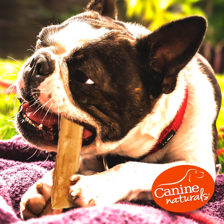 Canine Naturals Chicken Recipe Chew - Rawhide Free Dog Treats - Made From USA Raised Chicken - All-Natural and Easily Digestible - 40 Pack of 5 Inch Stick Chews 1 Count (Pack of 40)
