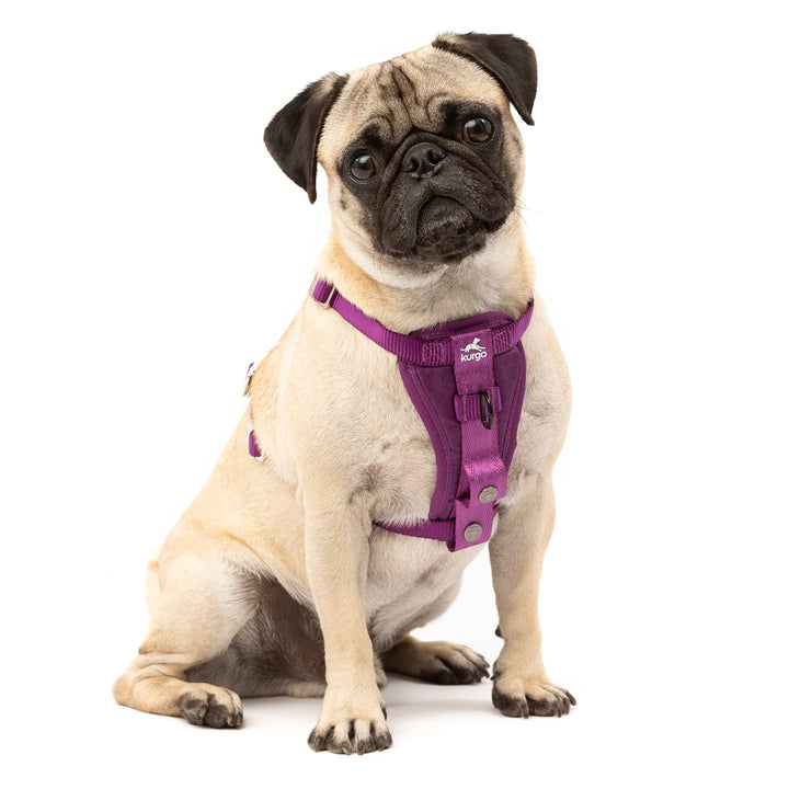 Kurgo Tru-Fit Enhanced Strength Dog Harness - Crash Tested Car Safety Harness for Dogs, No Pull Dog Harness, Includes Pet Safety Seat Belt, Steel Nesting Buckles (Deep Violet, X-Small) Deep Violet