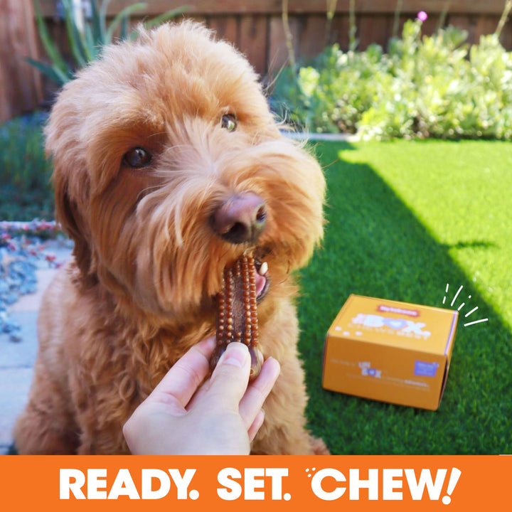 Nylabone Dog Gift Box for Small Dogs - 3 Strong Chew Toys and 1 Dog Treat - Flavor Variety, Small/Regular (4 Count)