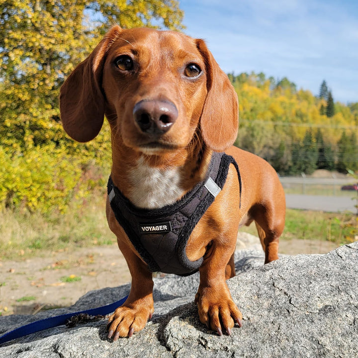 Voyager Step-In Plush Dog Harness – Soft Plush, Step In Vest Harness for Small and Medium Dogs by Best Pet Supplies - Harness (Black Plush), XS (Chest: 13 - 14.5") Harness (Black Plush) XS (Chest: 13 - 14.5")