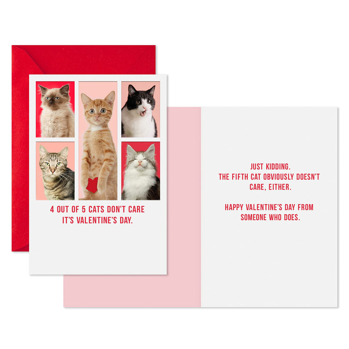 Hallmark Shoebox Pack of 4 Funny Valentines Day Cards for Friends or Family (Cats Don't Care) Valentine's Day, Cats Don't Care