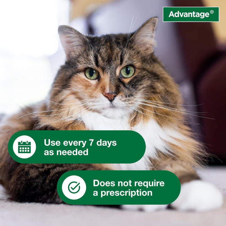 Advantage Flea and Tick Treatment Shampoo for Cats and Kittens, 8 oz