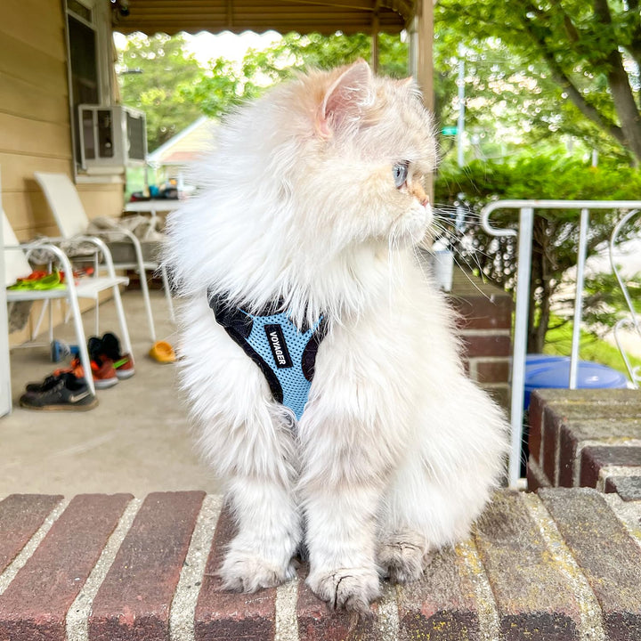 Voyager Step-in Lock Cat Harness w Reflective Cat Leash Combo Set with Neoprene Handle 5ft - Supports Small, Medium and Large Breed Cats by Best Pet Supplies - Baby Blue/Black Trim, XXXS Harness Leash Set (Baby Blue/Black Trim)