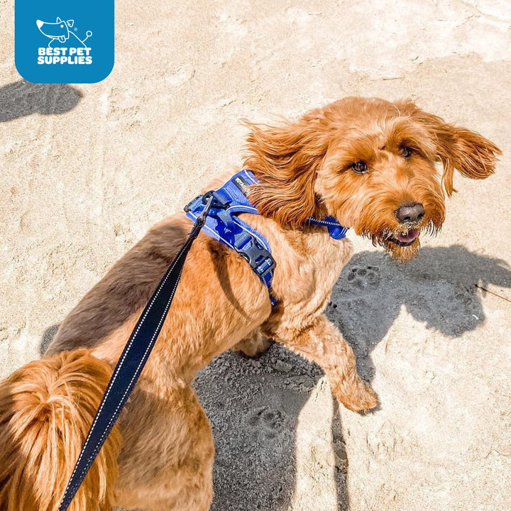Voyager Dog Harness Dual Leash Attachment No-Pull Control Adjustable Soft but Strong Pet Harness for Medium and Large Dogs with 3M Reflective Technology - Royal Blue Lattice, M (Chest: 20 - 25") M (Chest: 20 - 25") Harness (Royal Blue Lattice Nylon)