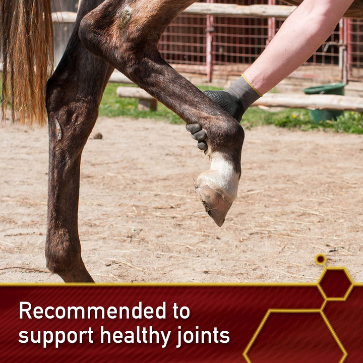 Pro Horse MSM Quality Joint Supplement, 1 Pound 1 Pound (Pack of 1)