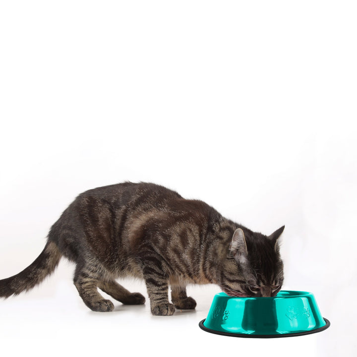 Platinum Pets Non-Tip Stainless Steel Dog Bowl, 10 Oz, Caribbean Teal, Small