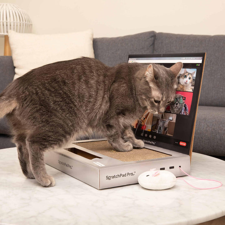 ScratchPad Pro - Laptop Scratcher Cat Toy - Unique Cat Toy 3-in-1 with Stickers