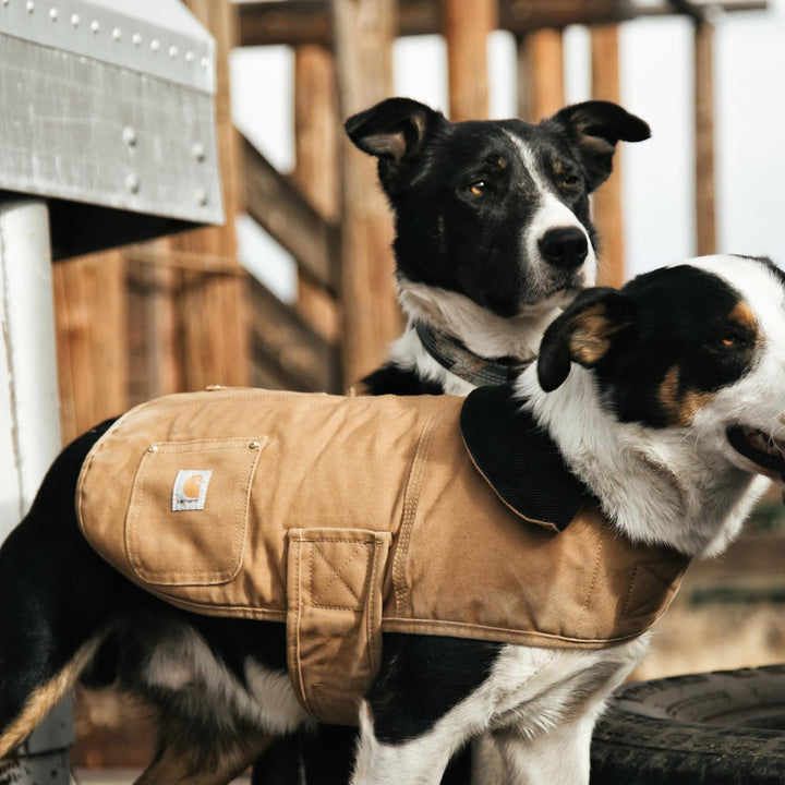 Carhartt Firm Duck Insulated Dog Chore Coat Brown/Brass, Small