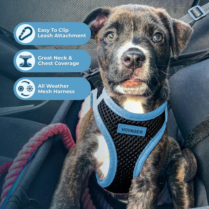 Voyager Step-in Air Dog Harness - All Weather Mesh Step in Vest Harness for Small and Medium Dogs by Best Pet Supplies - Blue Trim, M Harness (Black/Blue Trim) M (Chest: 16 - 18")