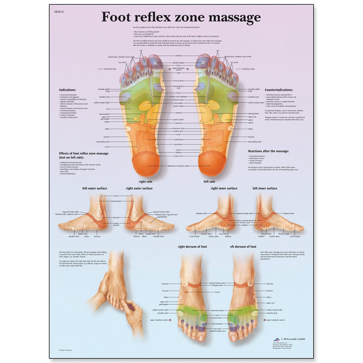 3B Scientific VR1810L Glossy UV Resistant Laminated Paper Foot Reflex Zone Massage Anatomical Chart, Poster Size 20" Width x 26" Height